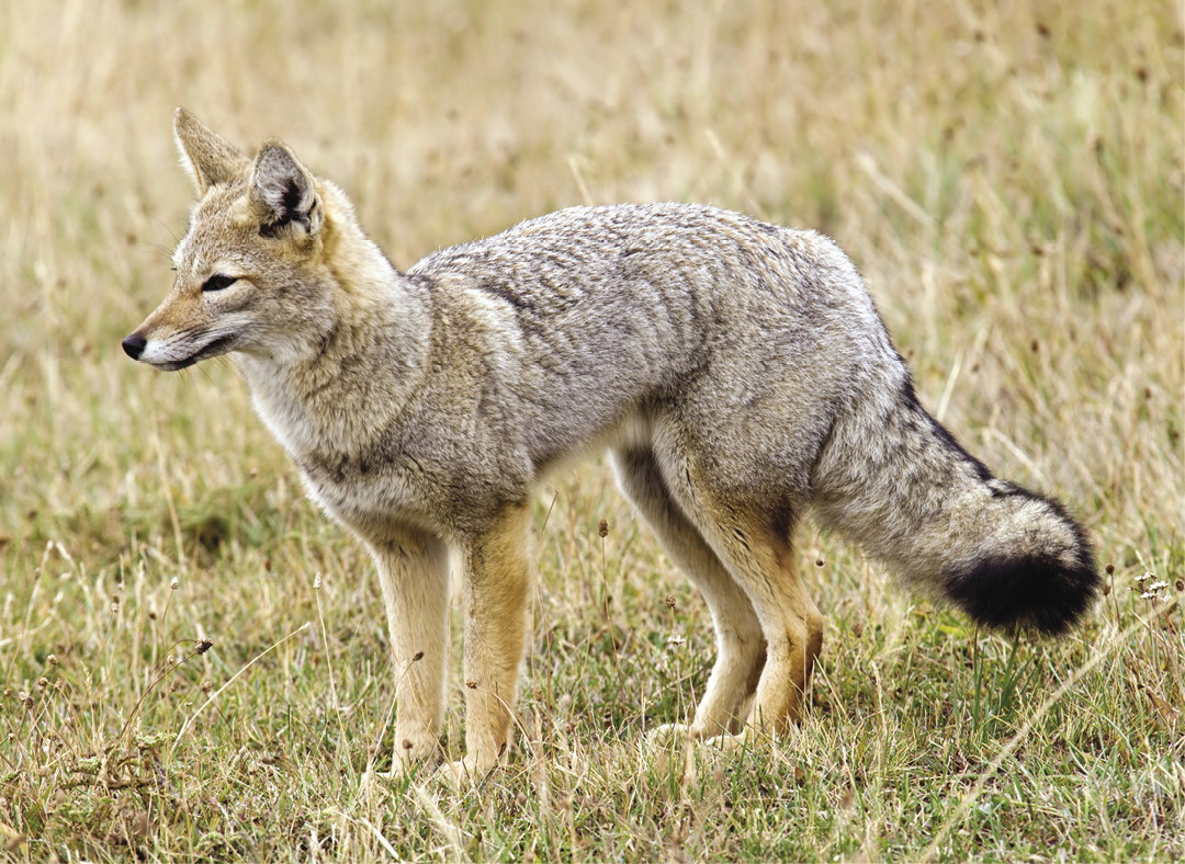 South american grey fox in Patagonia
