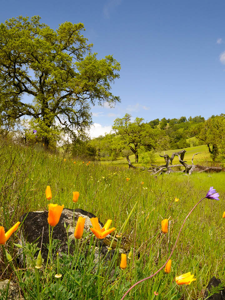 Foppiano Ranch is a private property inside a bend of the Russian River in Sonoma County near Healdsburg, California 