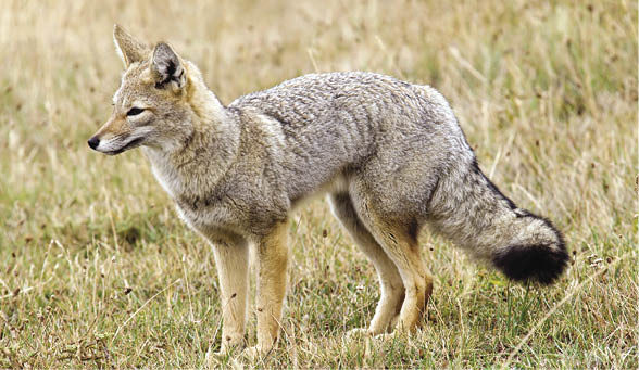 South american grey fox in Patagonia