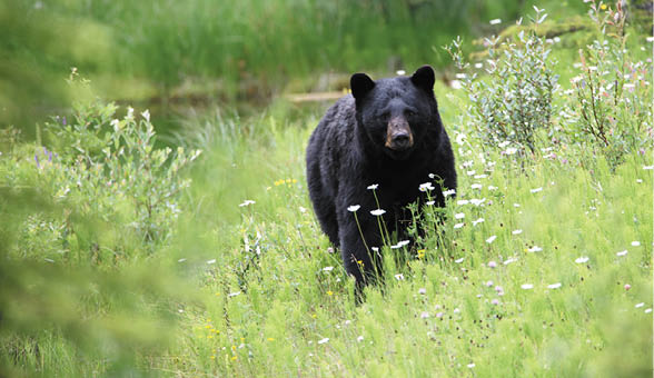 A shot of a black bear in Jasper National Park in Alberta Canada