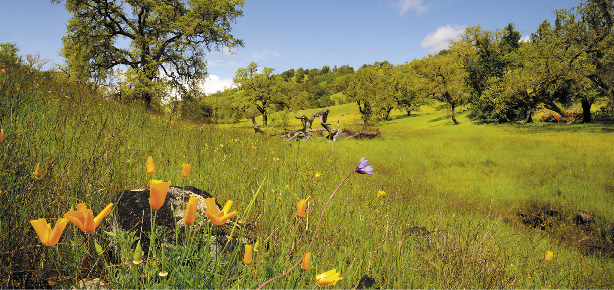 Foppiano Ranch is a private property inside a bend of the Russian River in Sonoma County near Healdsburg, California 
