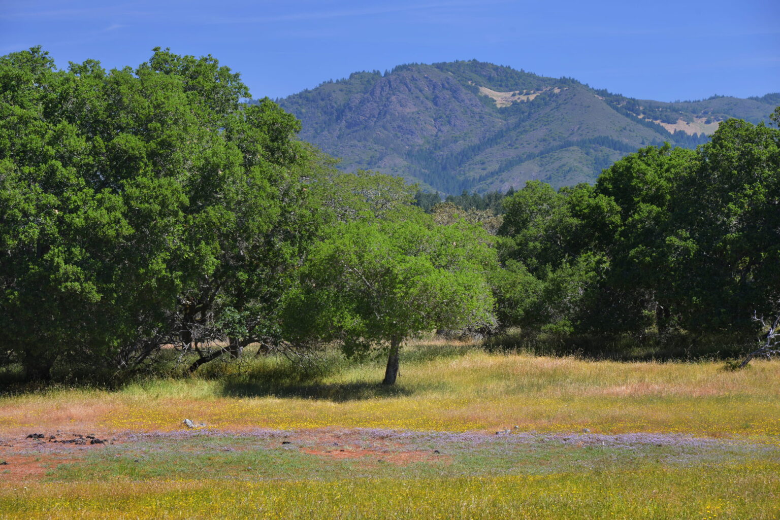 Vernal Pools - Sonoma Land Trust