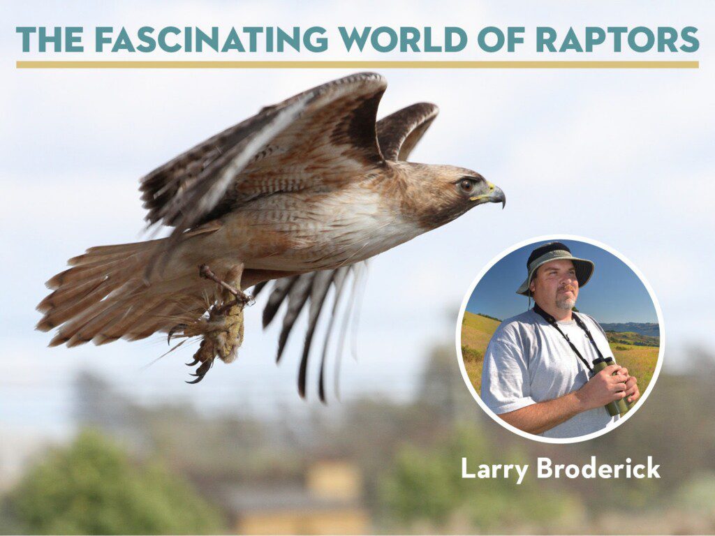 the fascinating world of raptors