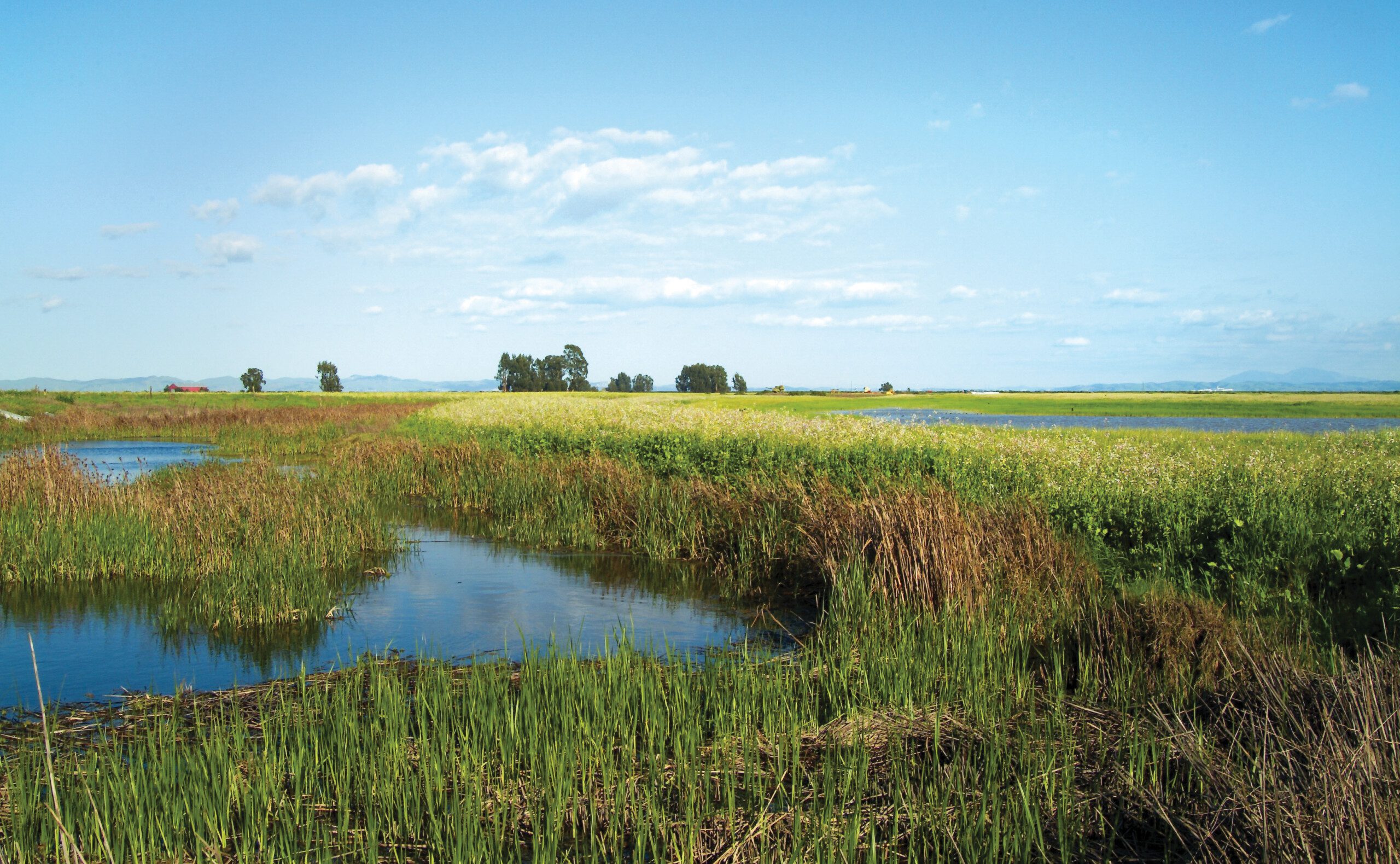 Sonoma Baylands on a sunny day.