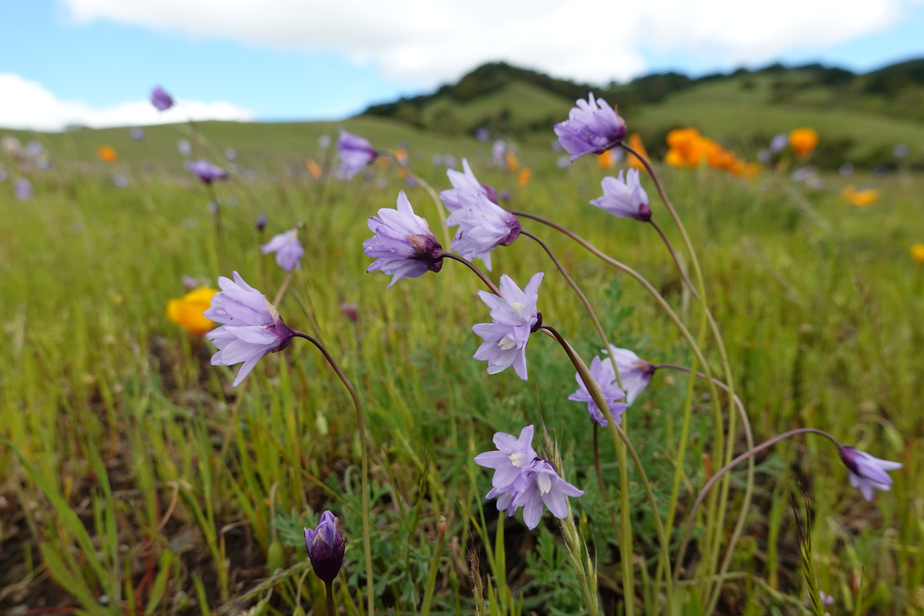 Purple and orange wildflowers in a meadow