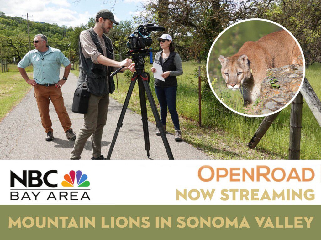 nbc bay area open road now streaming mountain lions in sonoma valley