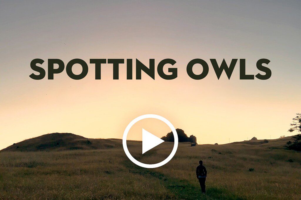 spotting owls