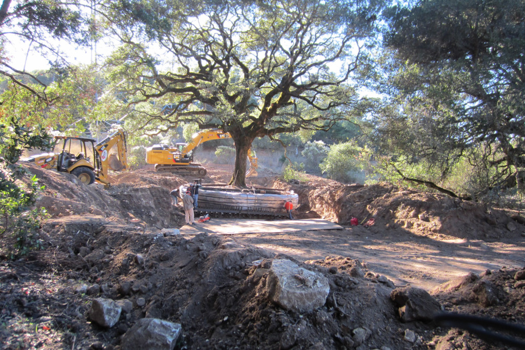 Roble patrimonial arrancado ilegalmente en la Servidumbre de Conservación de Drake