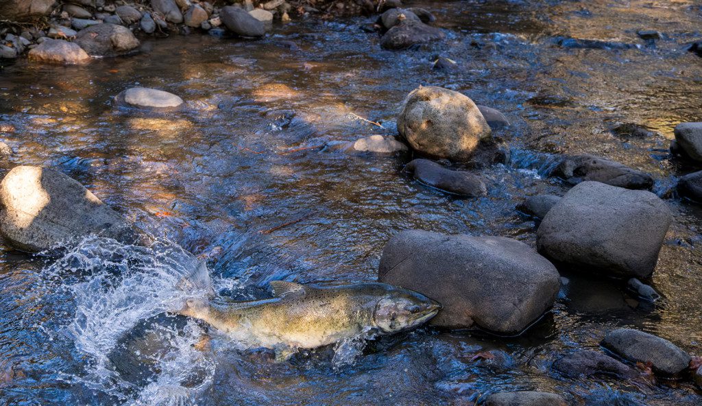 Chinook salmon in Stuart Creek