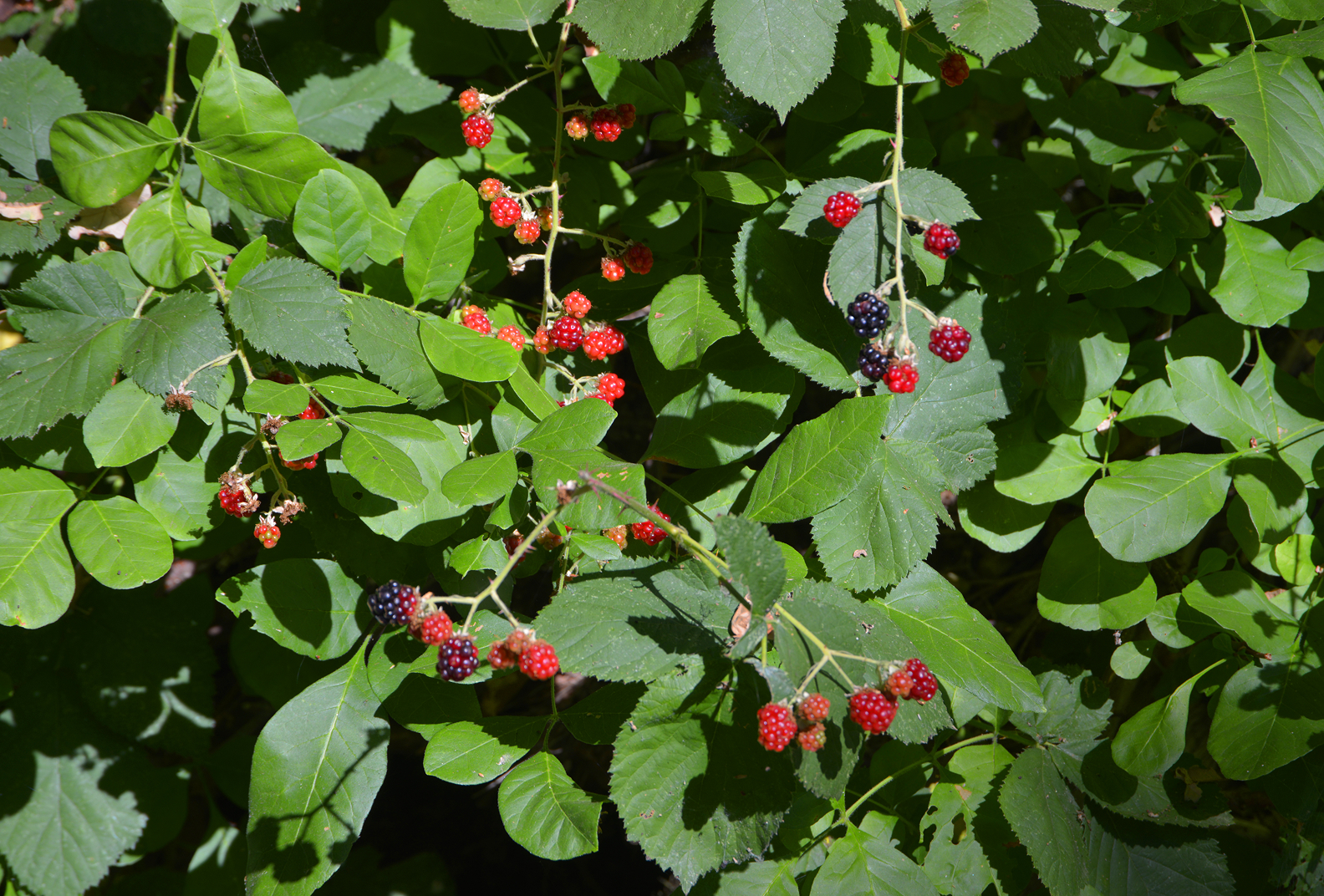 Blackberries growing on the vine
