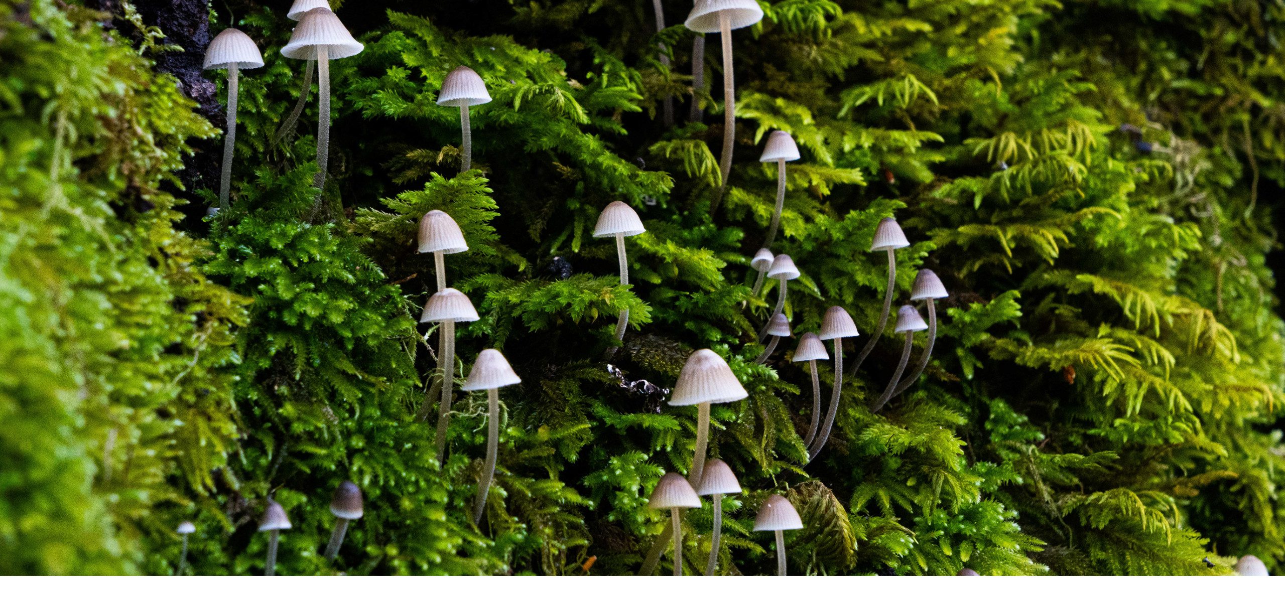 White and gray bonnet mushrooms