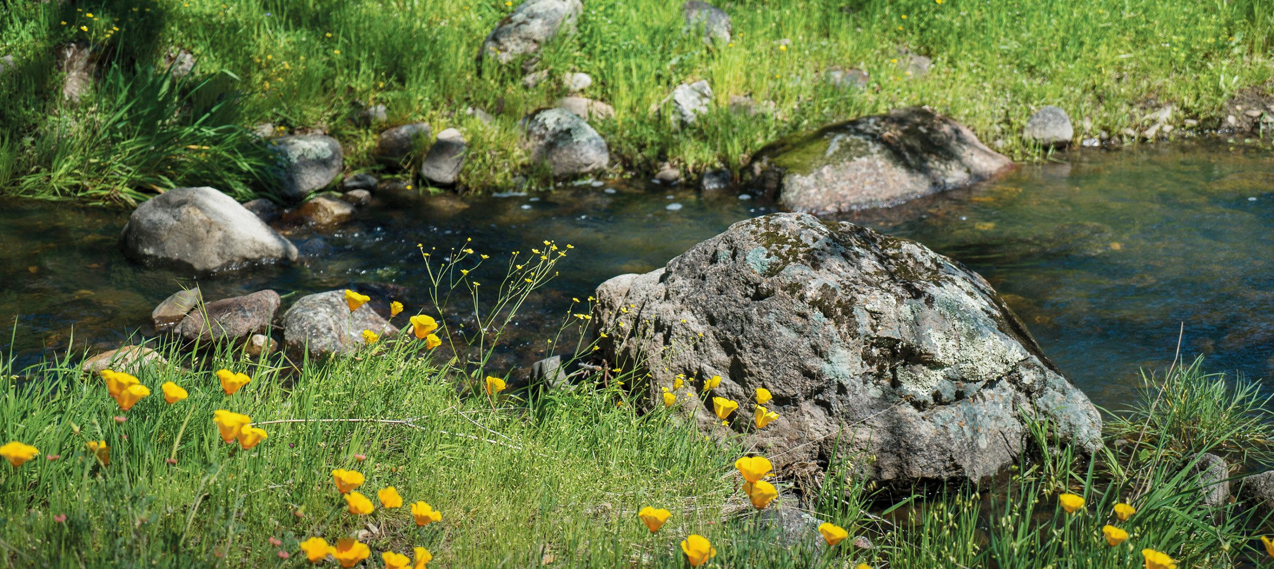 California poppies on the bank of a rocky creek