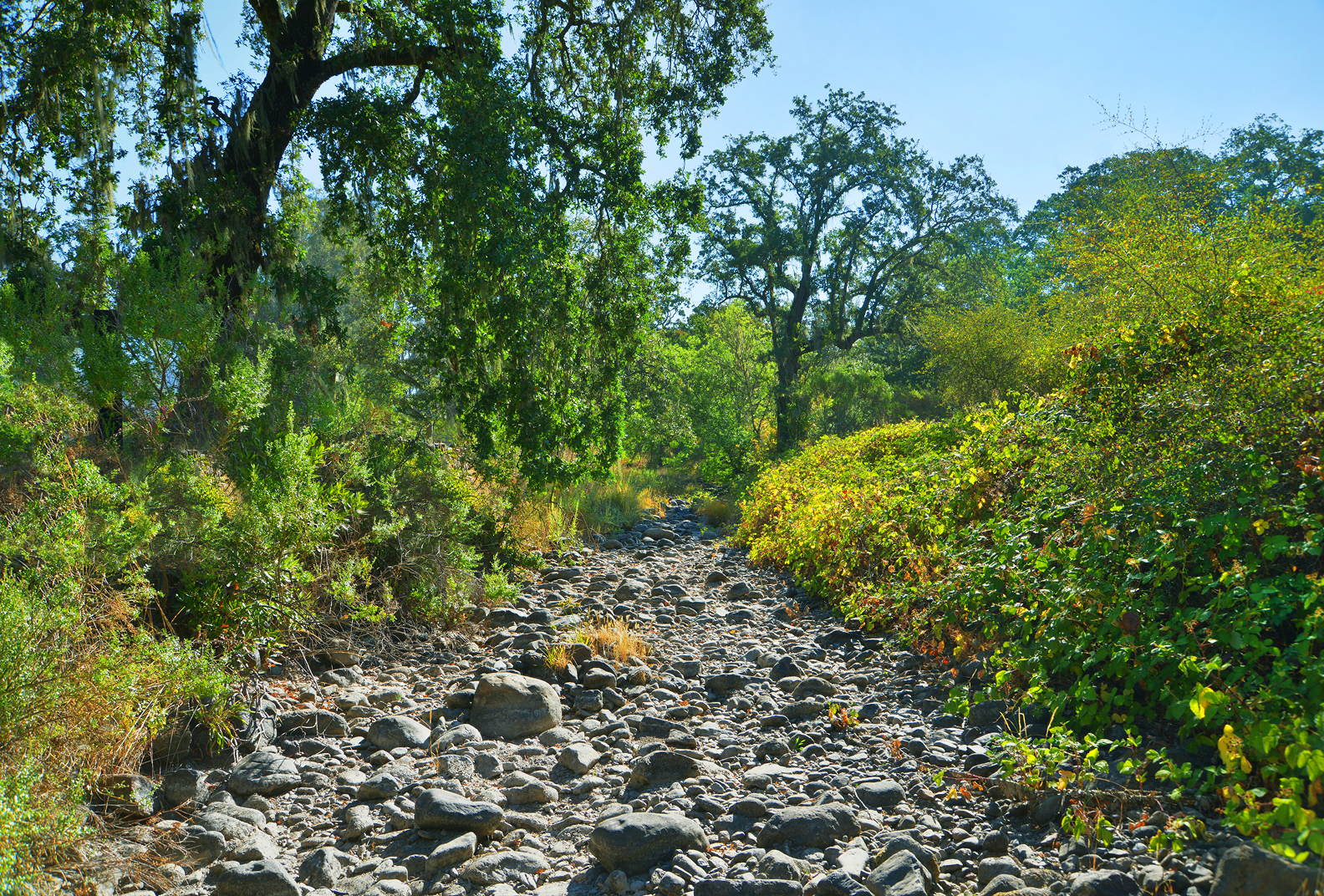 Dry creek bed surrounded by trees
