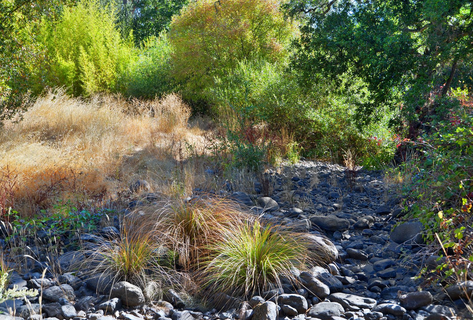 Dry creek bed surrounded by foliage