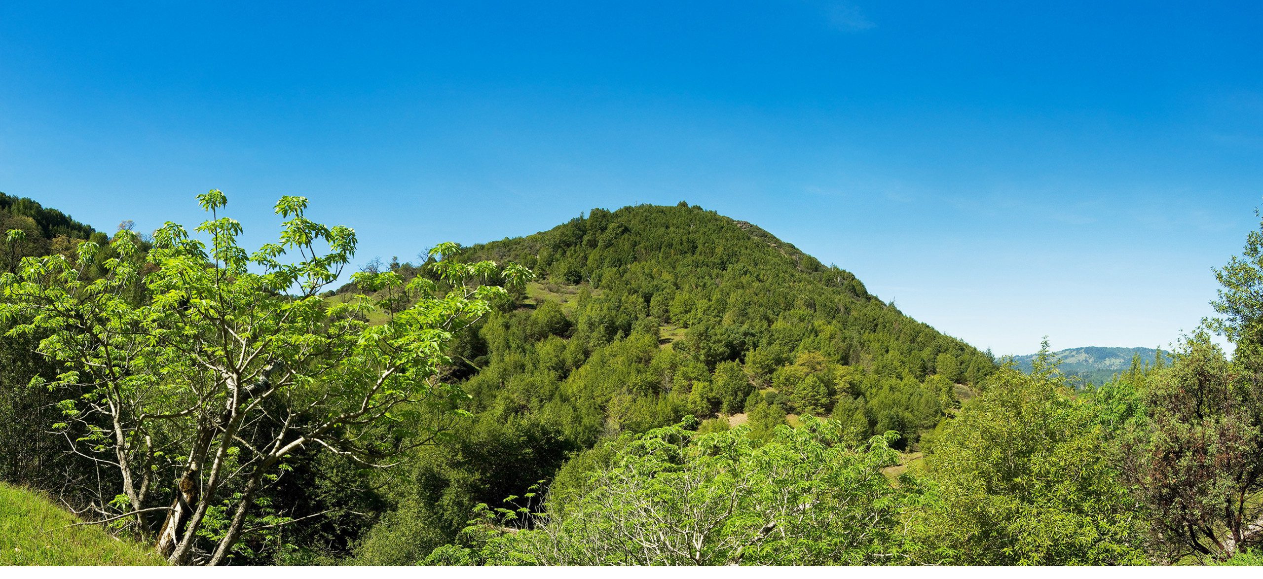 Trees atop a grass hilltop against a cloudless blue sky.