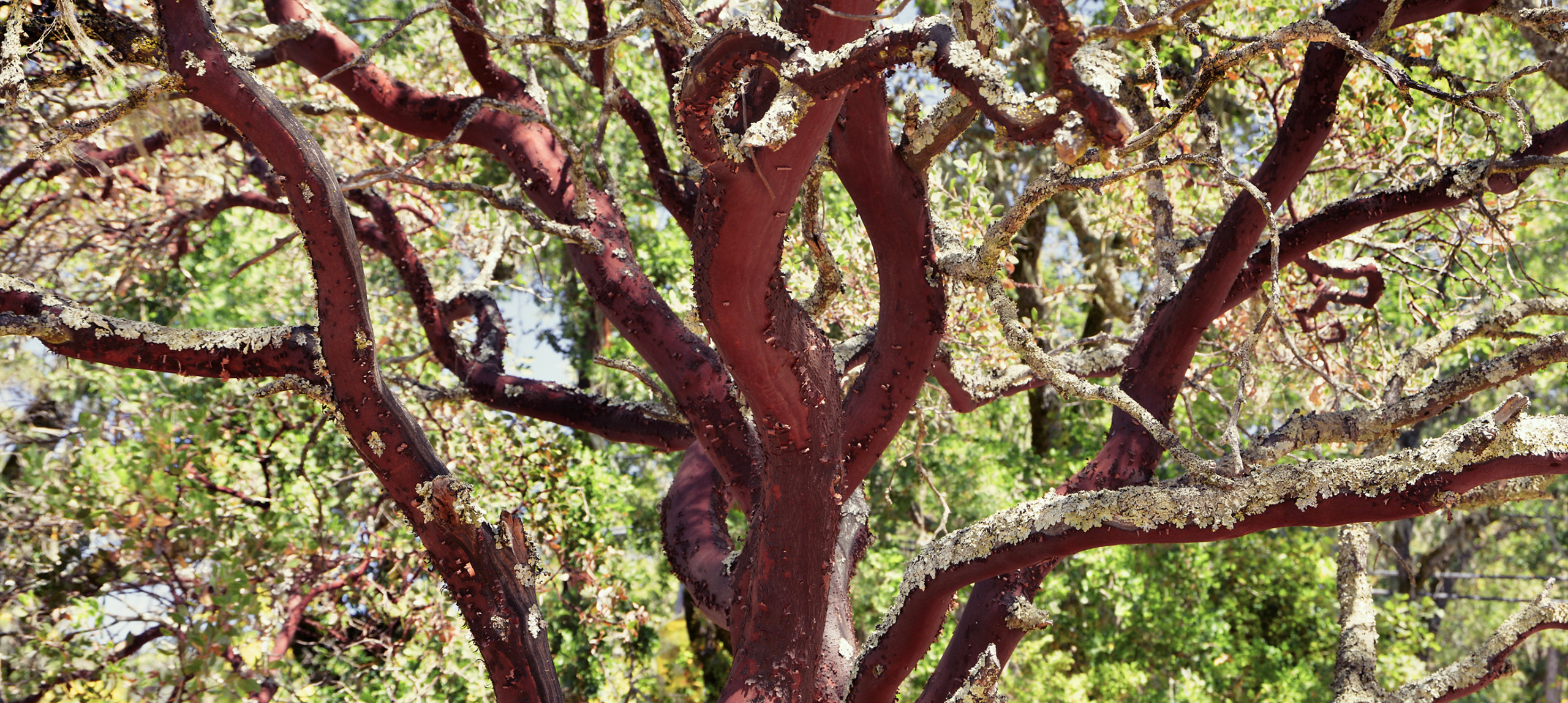 Madrona tree branches up close