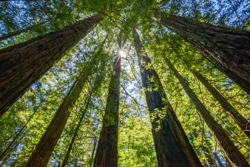 Old grove redwoods at Monte Rio Redwoods Regional Park looking up from below.