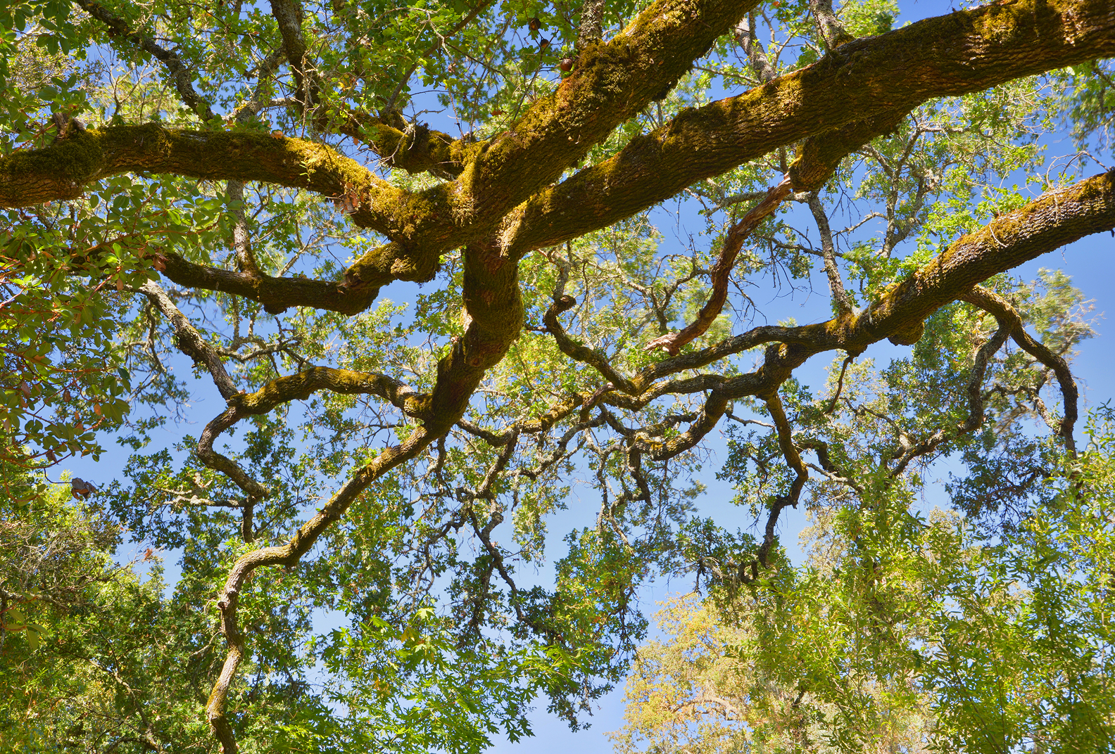 Blue sky through the branches of an oak tree