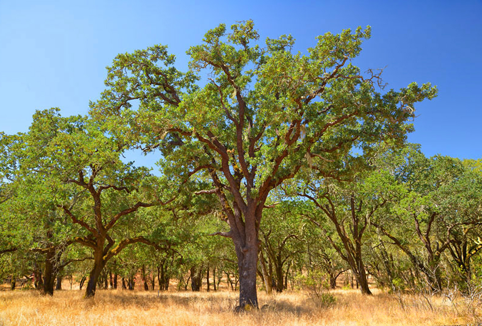 Grove of large oak trees on a sunny day
