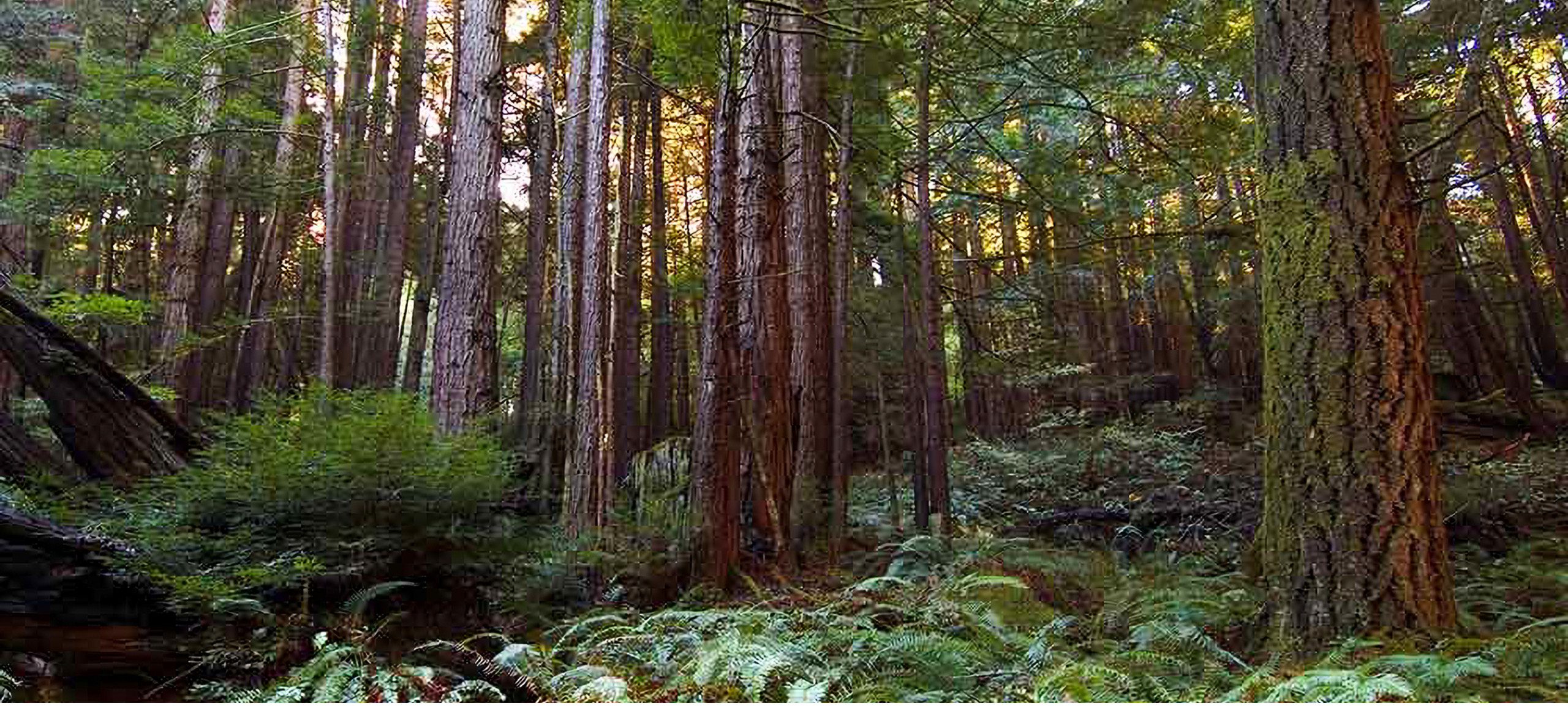 Redwood trees in a forest