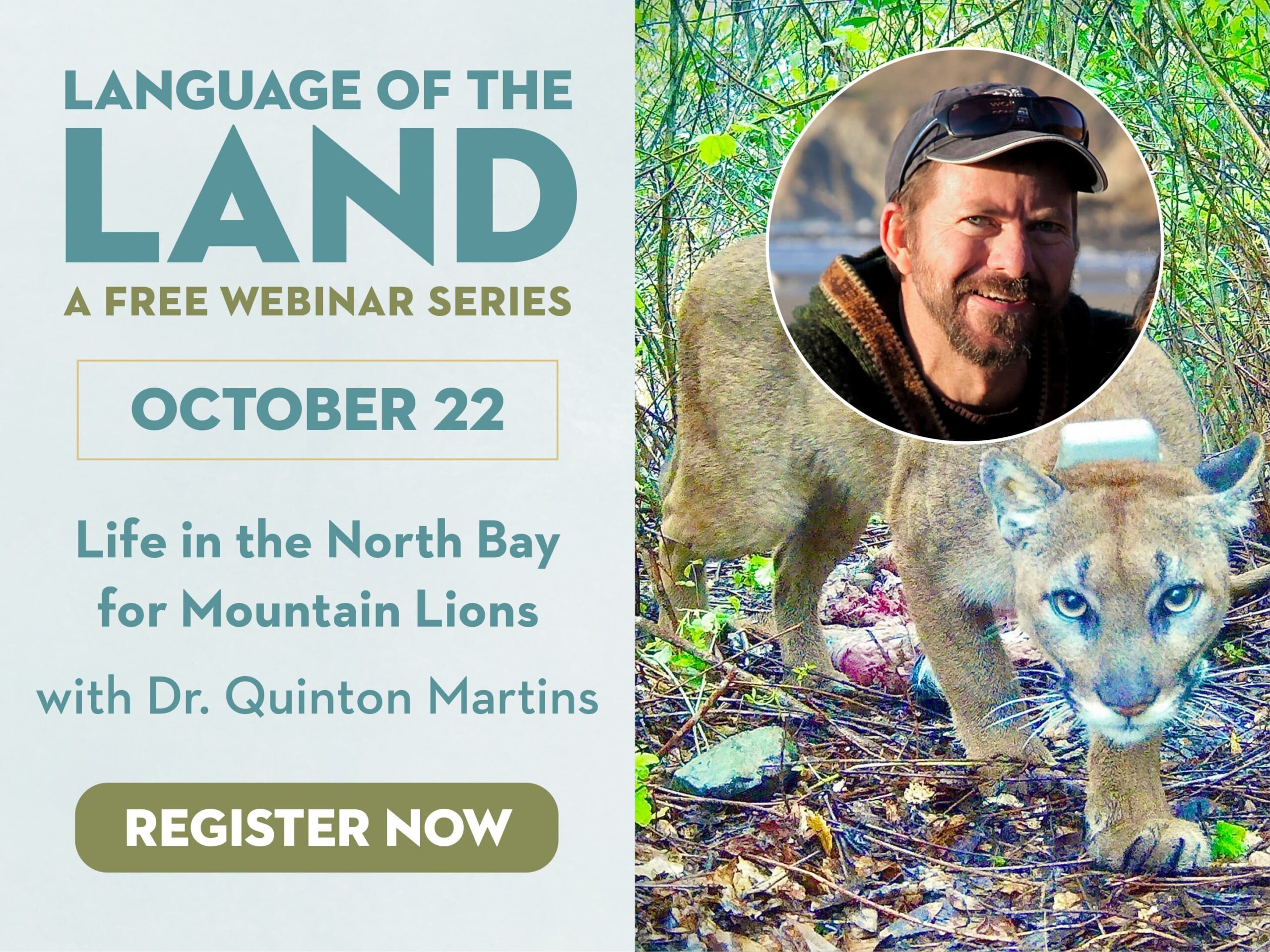 language of the land webinar: october 22: life in the north bay for mountain lions with dr. quinton martins