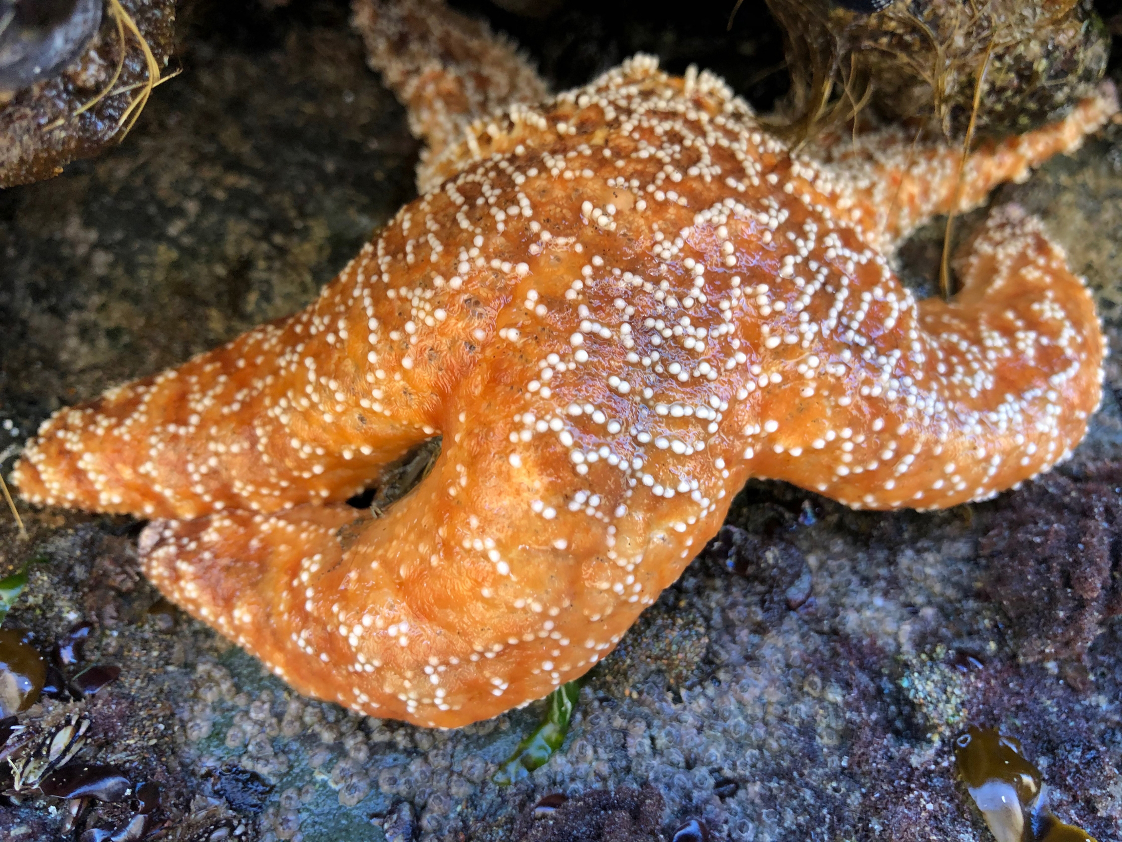 sea star