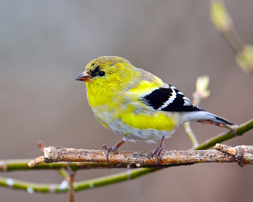 American goldfinch on a branch