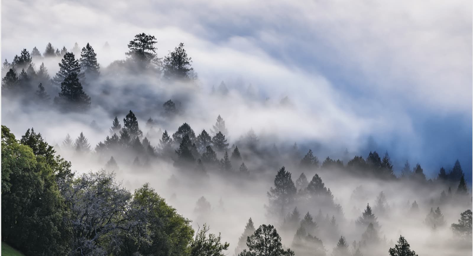 foggy forest