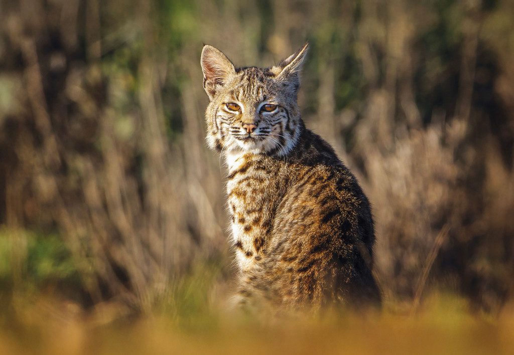 Bobcat mirando directamente a la cámara
