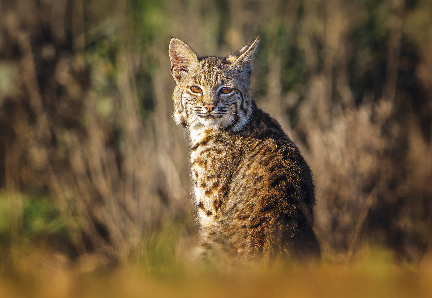 Bobcat mirando directamente a la cámara