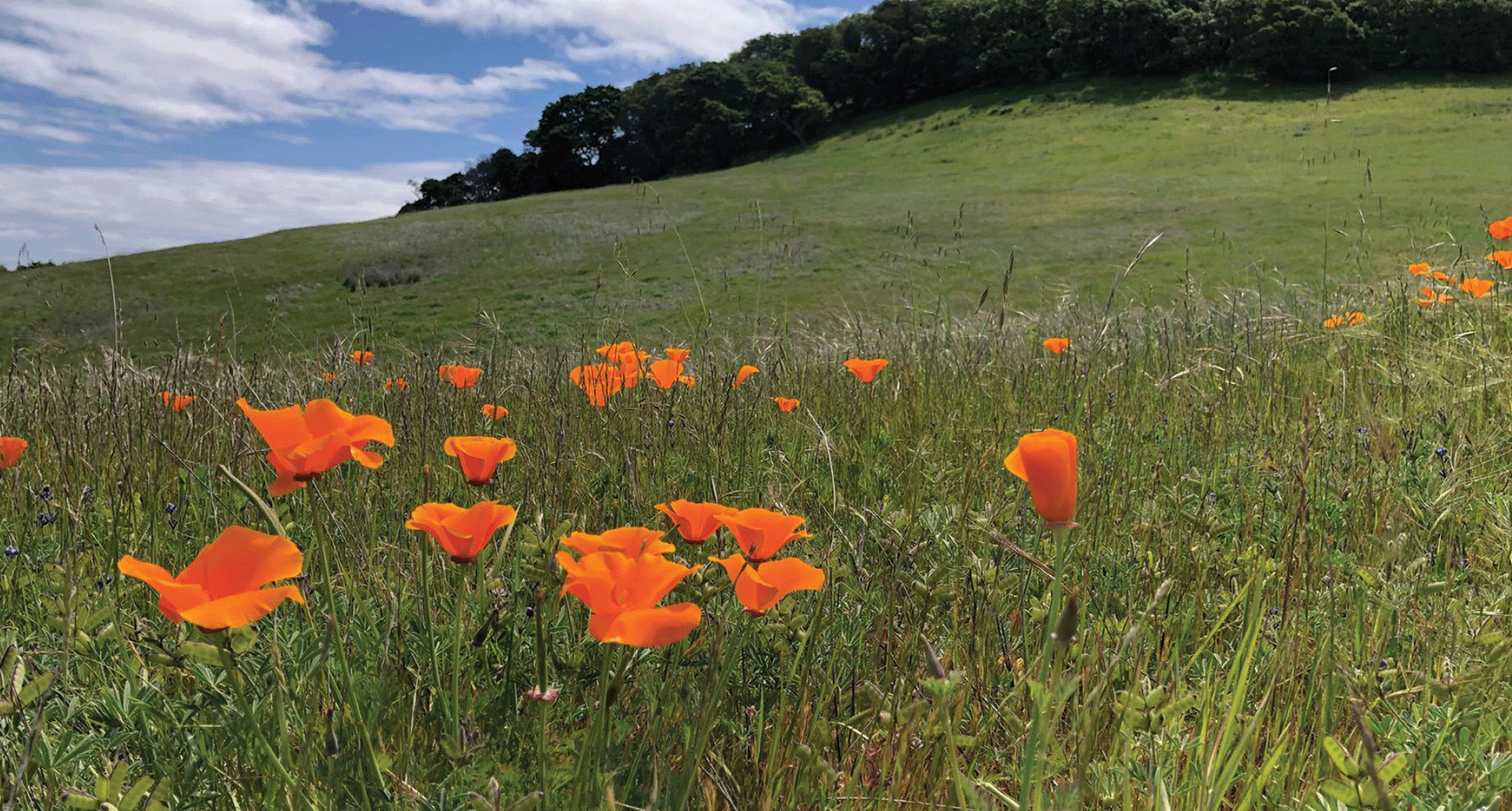 california poppies