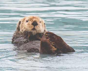 river otter