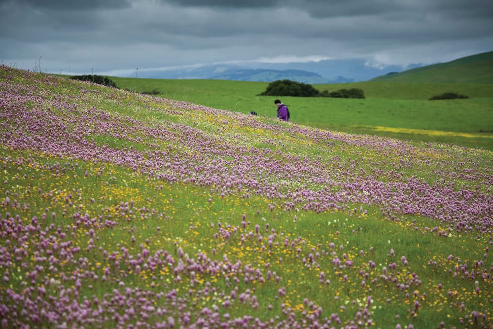 campo de flores silvestres moradas
