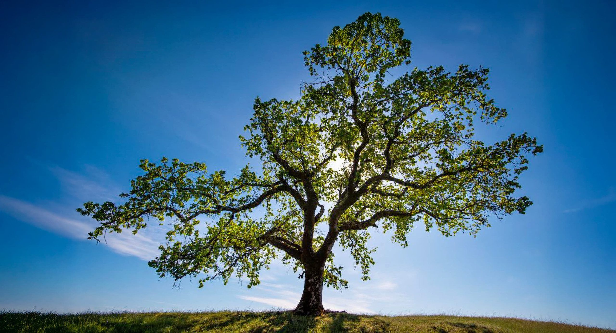 tree and sun behind