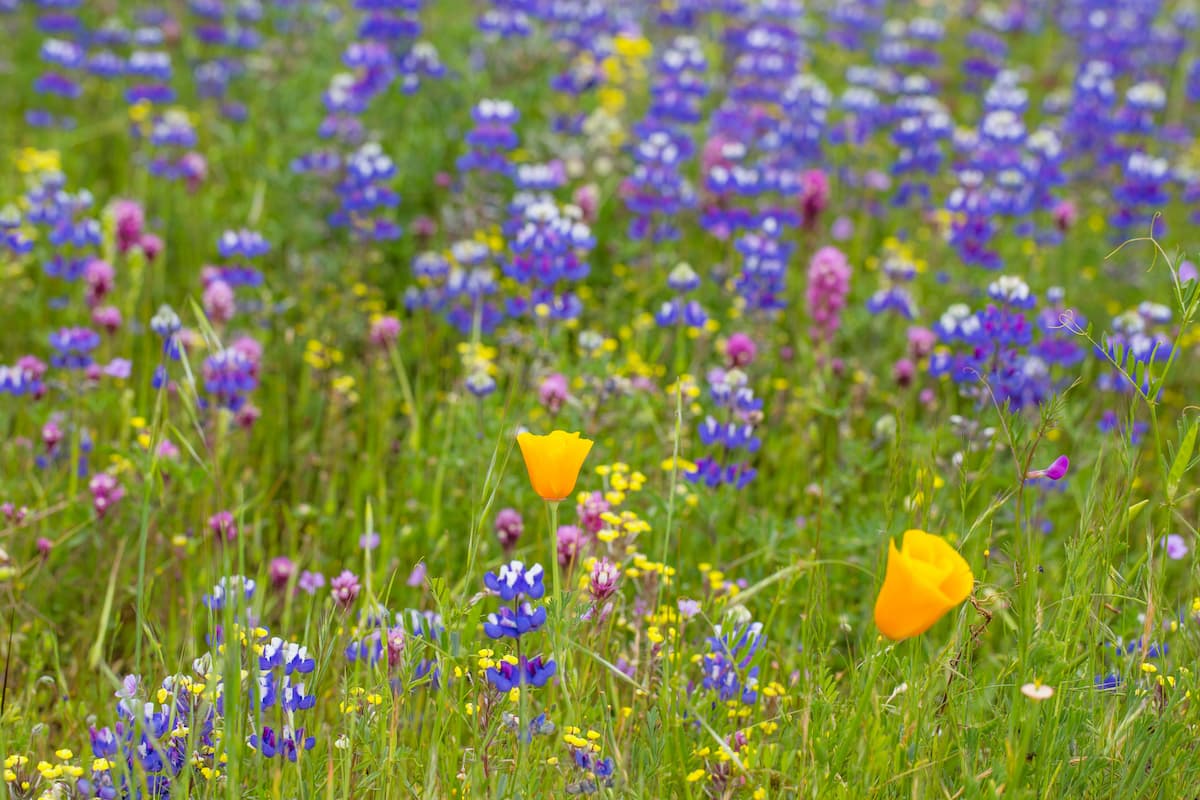 wildflowers