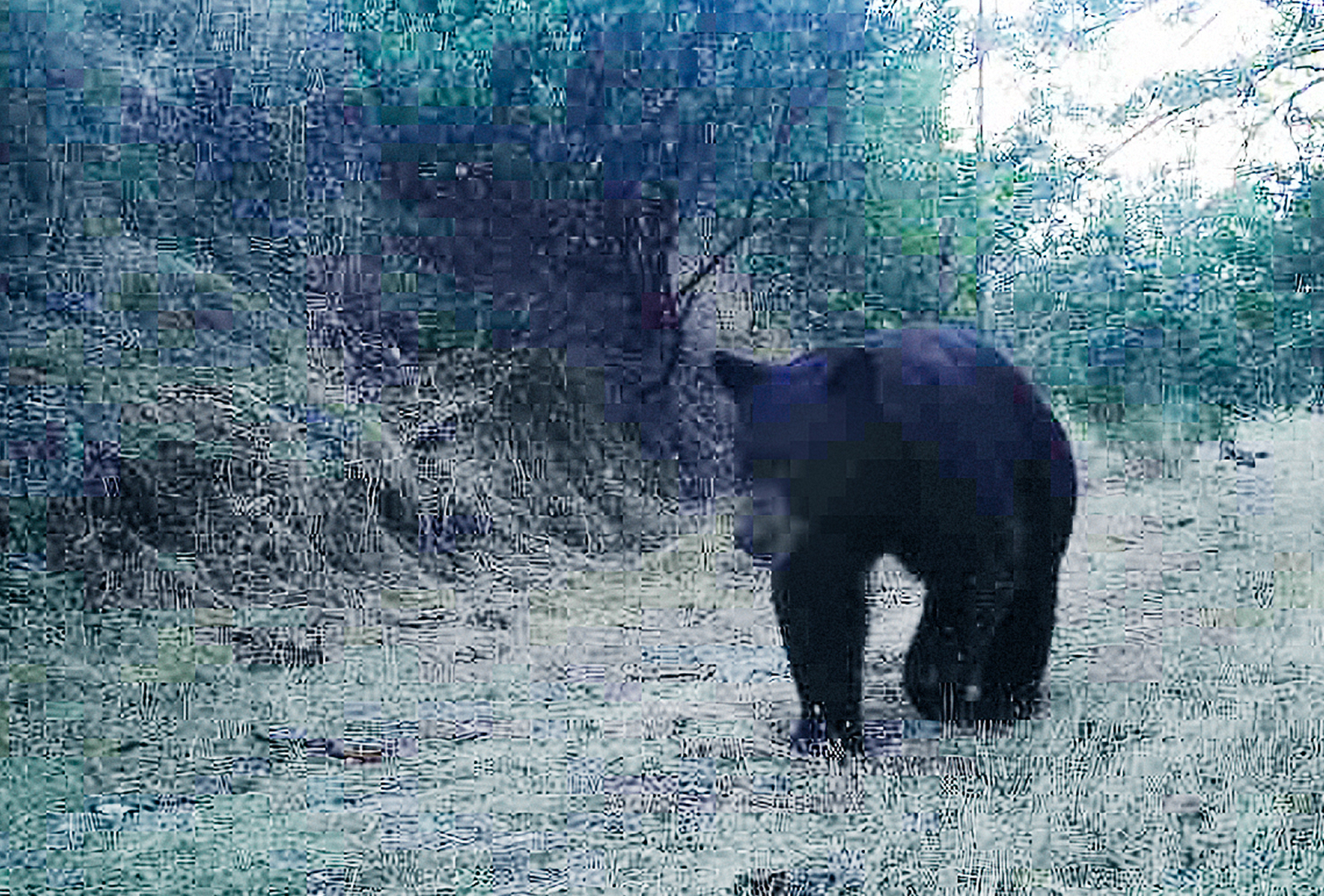 Bear is photographed on a wildlife camera