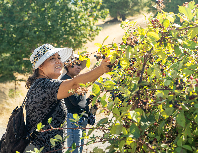 Hikers pick blackberries along a trail