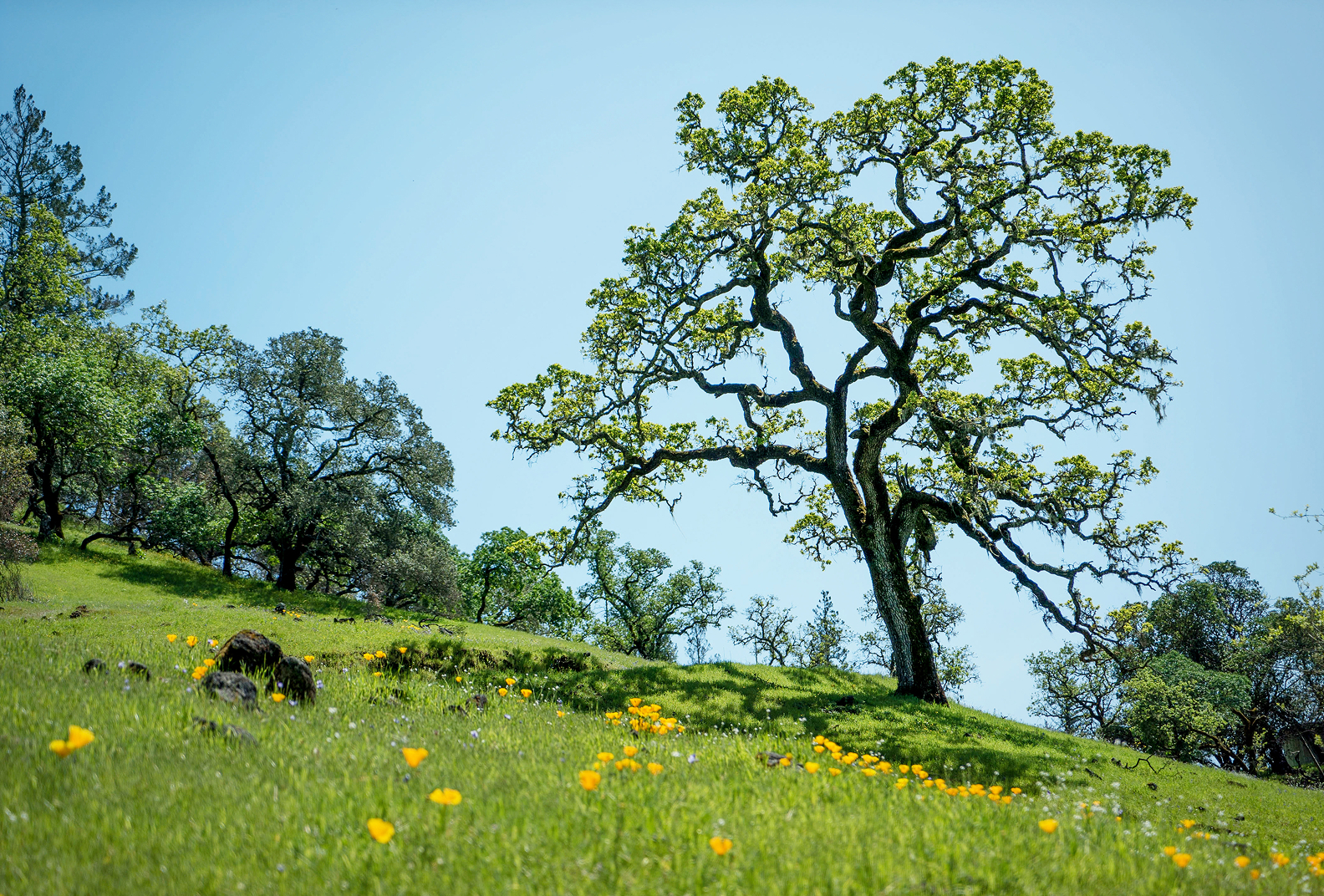 A blue oak tree amid wildflowers at Live Oaks Ranch.