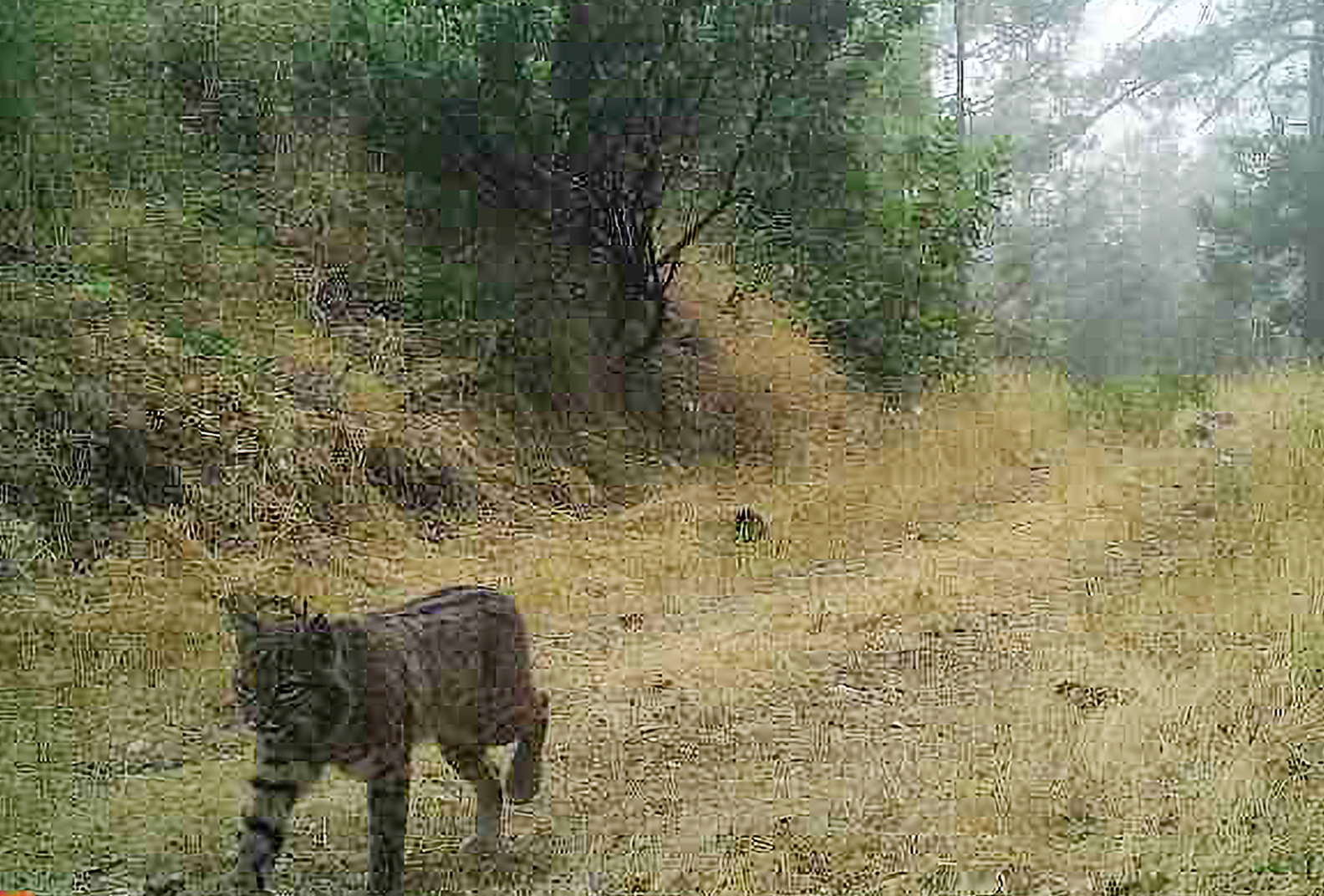 Bobcat is photographed on a wildlife camera