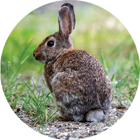 Conejo de pincel sentado en un campo