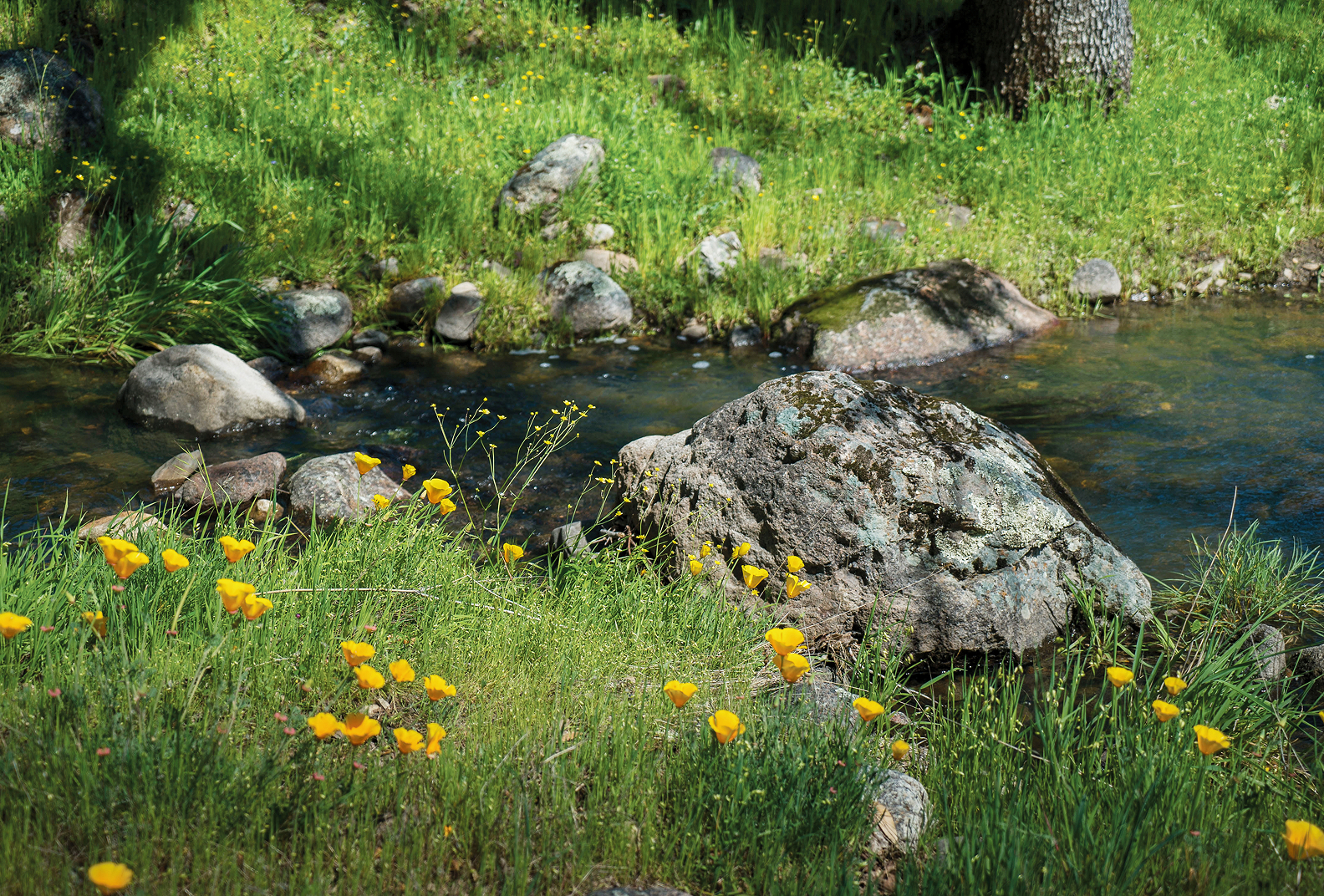 California poppies along a rocky riverbed