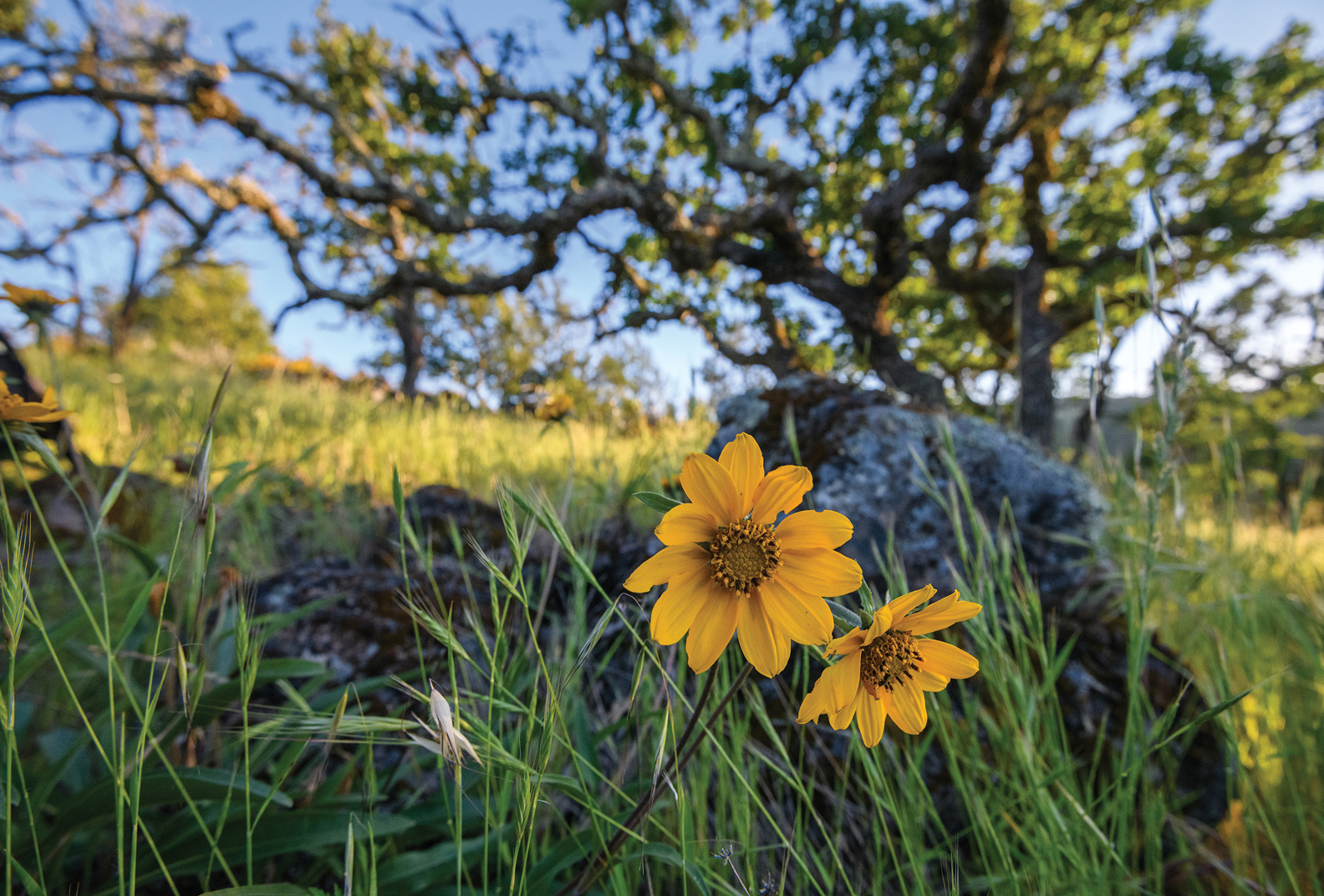 California sunflowers at Sonoma Mountain Vernal Pools