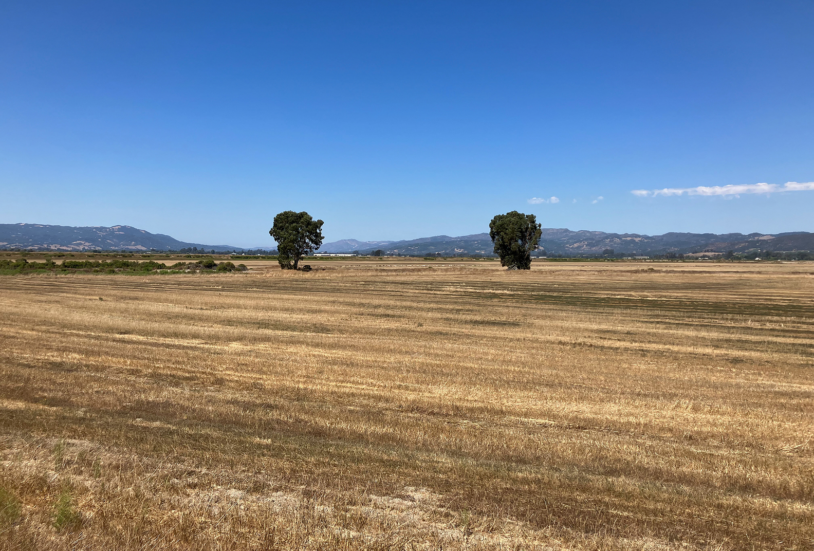 Flatlands with two trees under a blue sky at Camp 4.