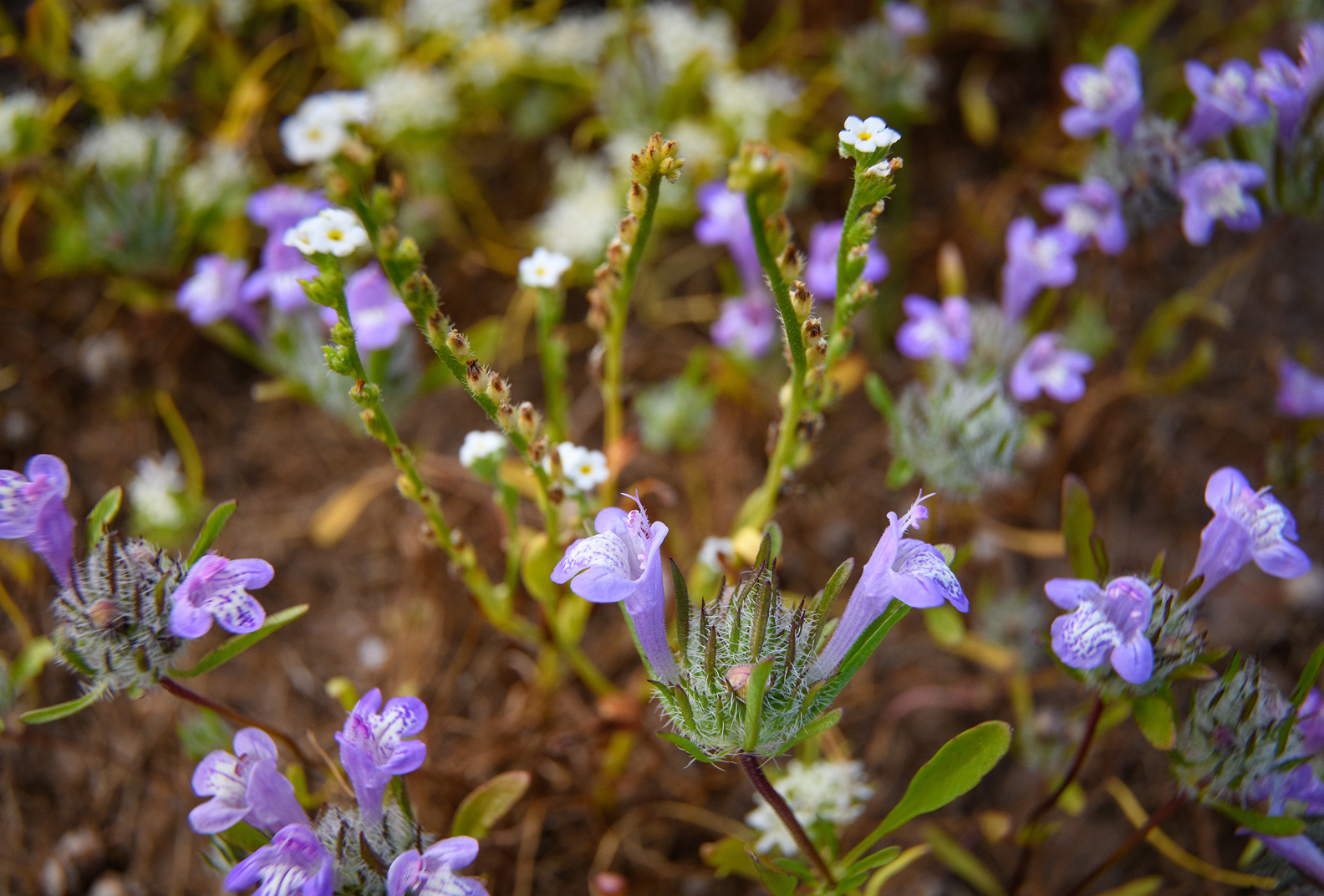 Purple chia sage flowers