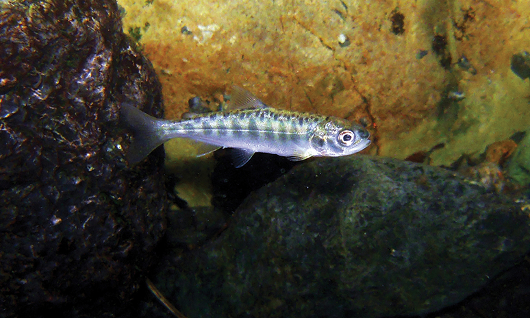 Salmón plateado joven nadando