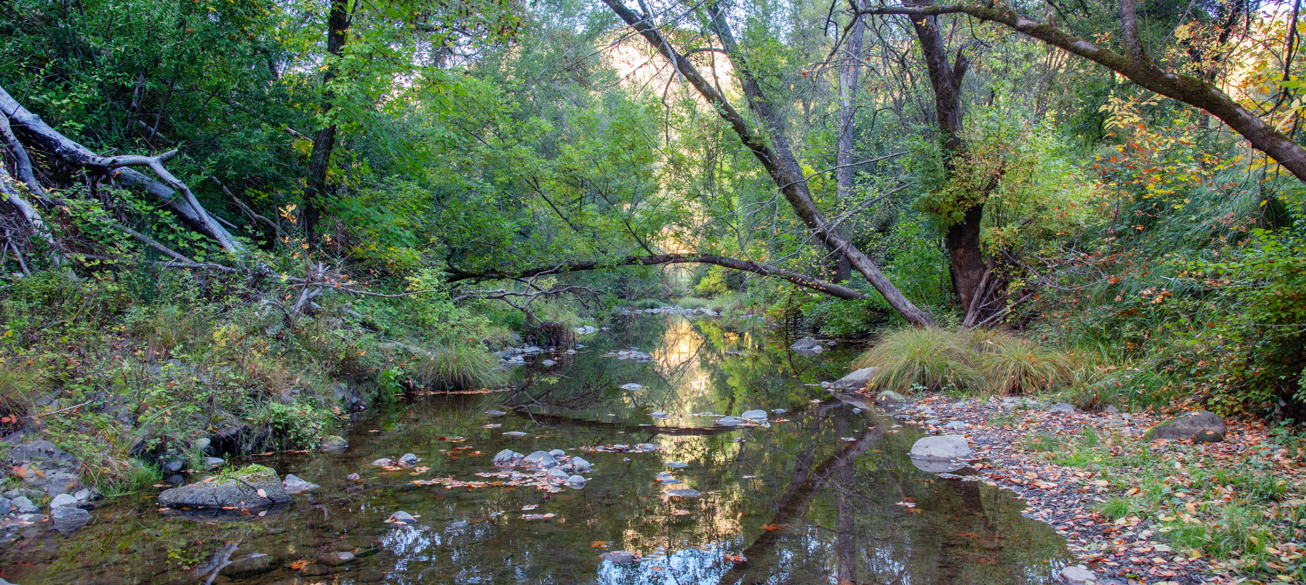 Slow-moving creek in a forest