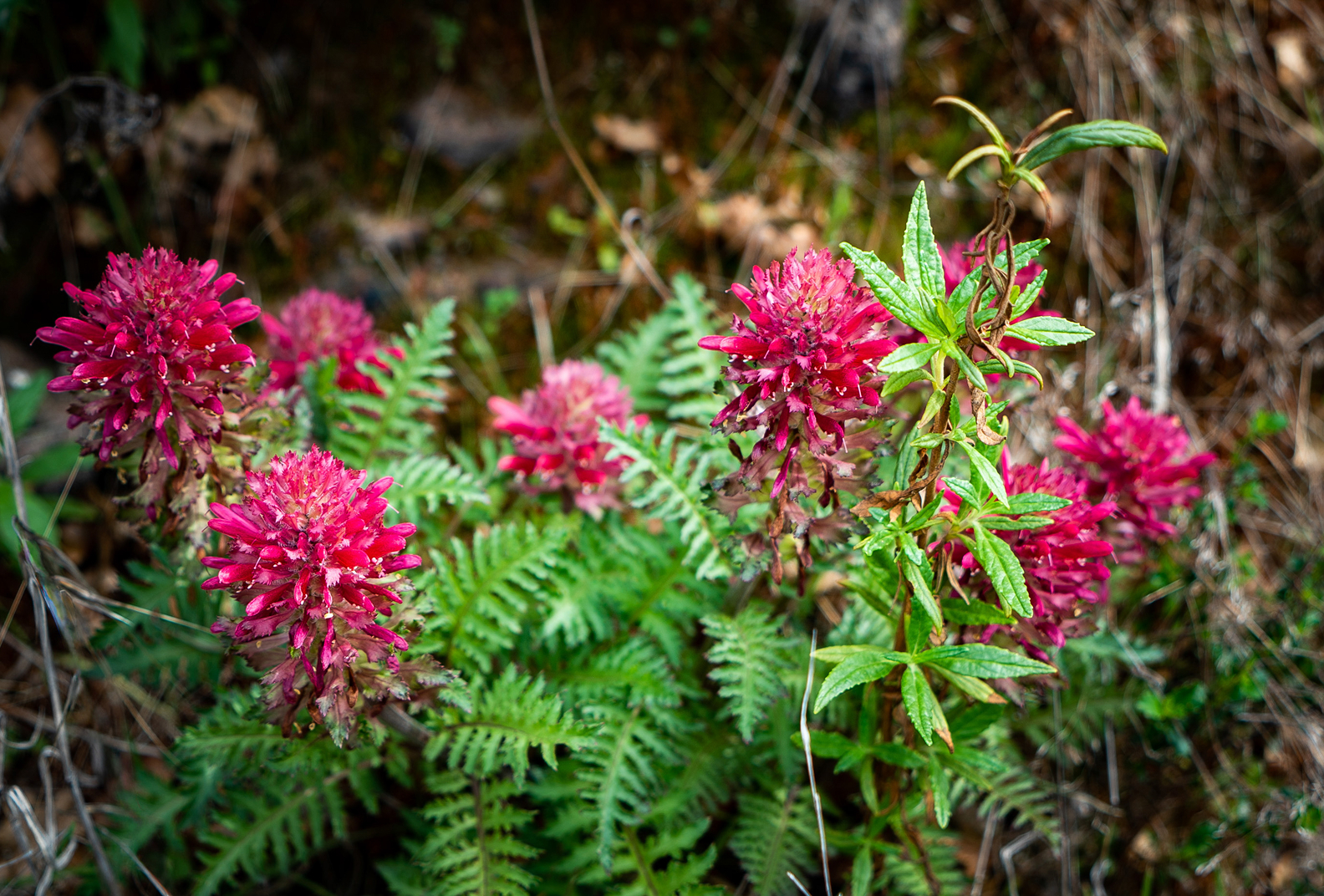 Red wildflowers at Glen Oaks Ranch