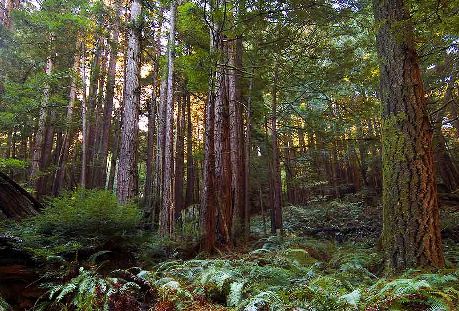 Dense redwood forest at the Freezeout Redwoods.