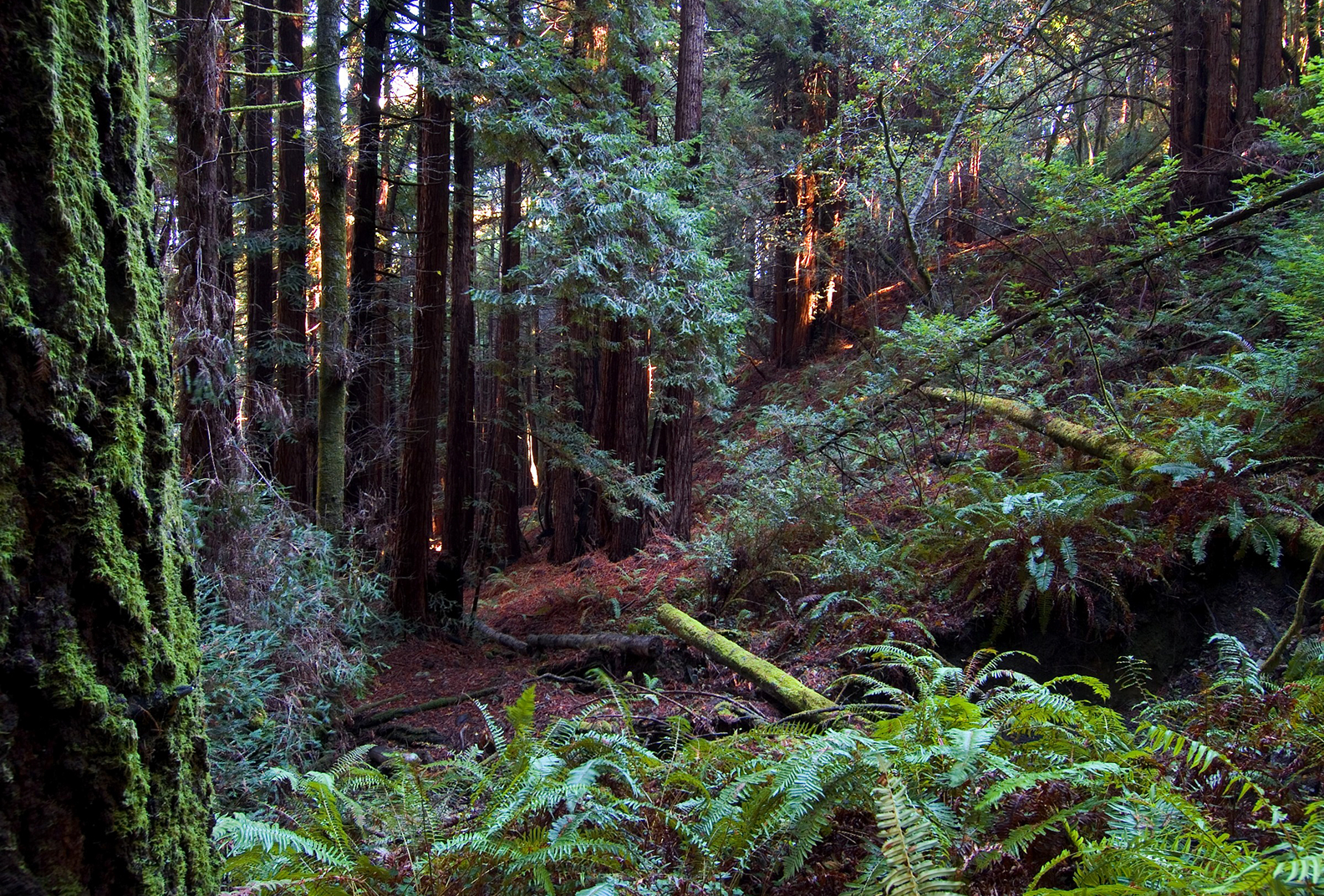 Sunlight filters through redwood trees at the Freezeout Redwoods.