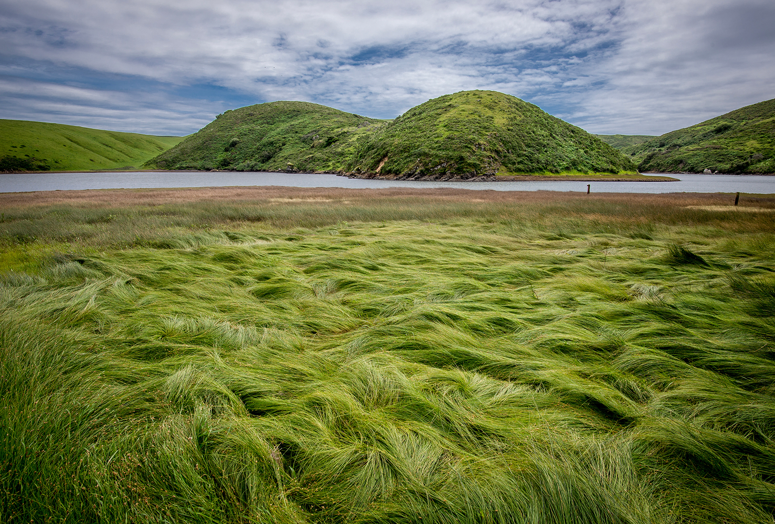 Grassy landscape at Estero Americano.